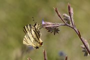 David Plant Photography - Wildlife Photography - Scarce swallowtail - A