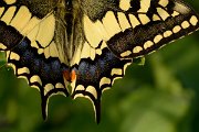 David Plant Photography - Wildlife Photography - Swallowtail - B
