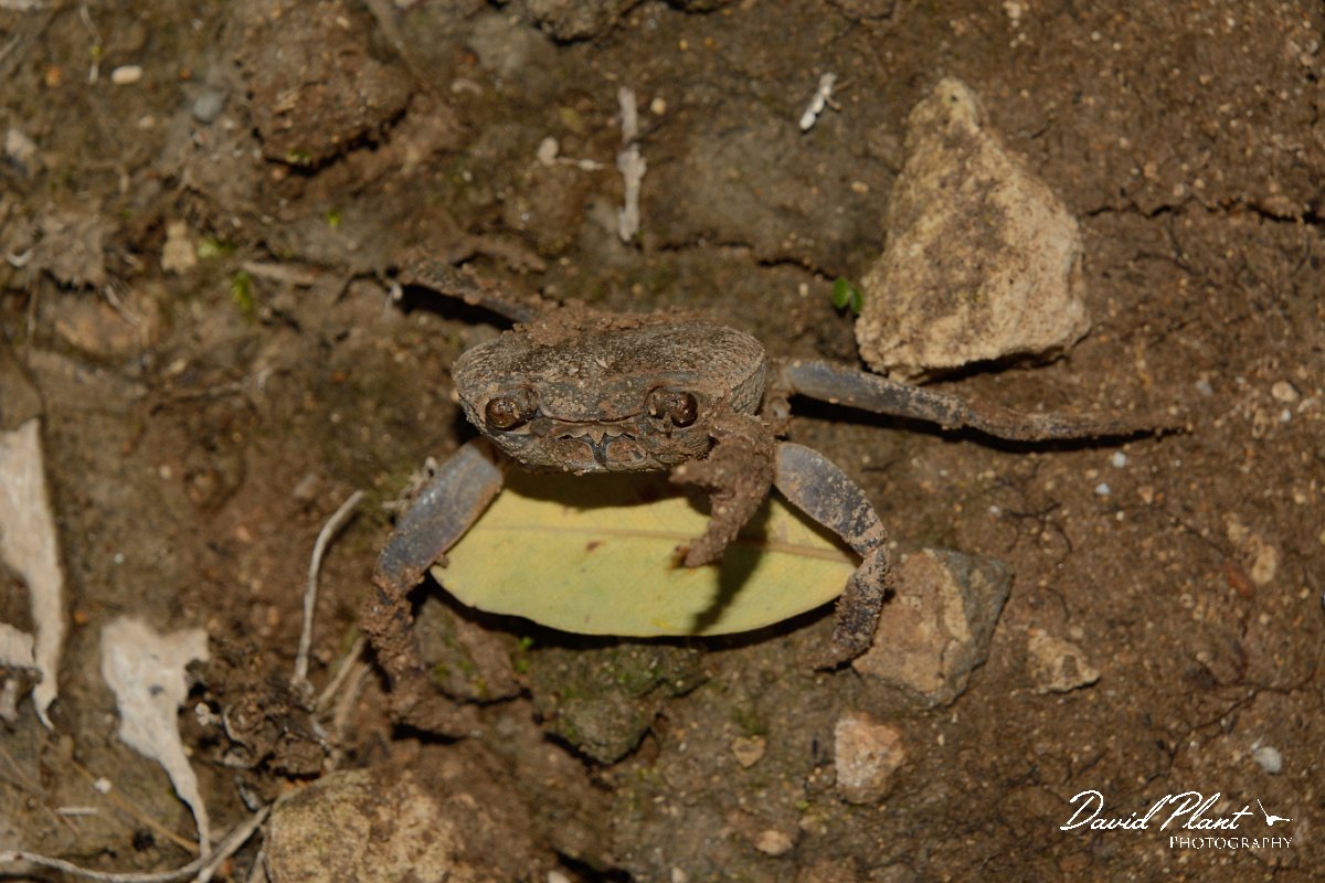 David Plant Photography - Wildlife Photography - Potamon potamios - B.jpg - Potamon potamios - Lake Kournas, Crete
