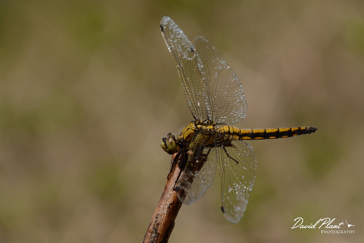 David Plant Photography - Wildlife Photography - Black-tailed skimmer - A.jpg - Black-tailed skimmer - Lake Kournas, Crete