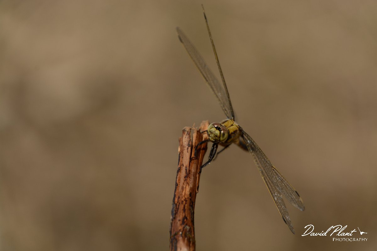 David Plant Photography - Wildlife Photography - Black-tailed skimmer - b.jpg - Black-tailed skimmer - Lake Kournas, Crete