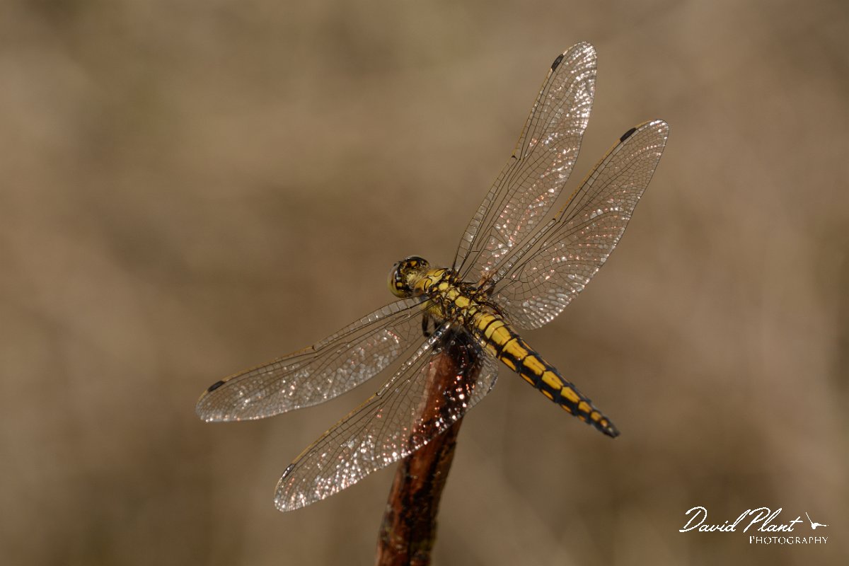 David Plant Photography - Wildlife Photography - Black-tailed skimmer - c.jpg - Black-tailed skimmer - Lake Kournas, Crete