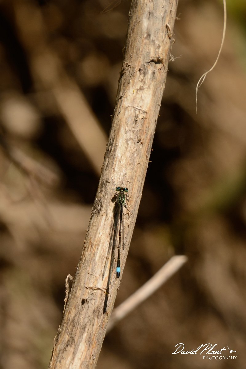 David Plant Photography - Wildlife Photography - Blue-tailed damselfly - A.jpg - Blue-tailed damselfly - Almyros River, Crete