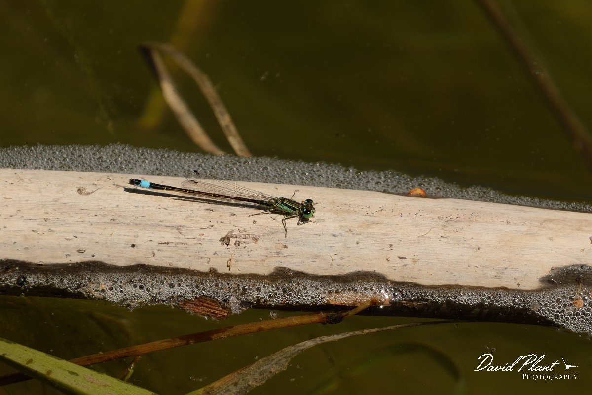 David Plant Photography - Wildlife Photography - Blue-tailed damselfly - B.jpg - Blue-tailed damselfly - Almyros River, Crete