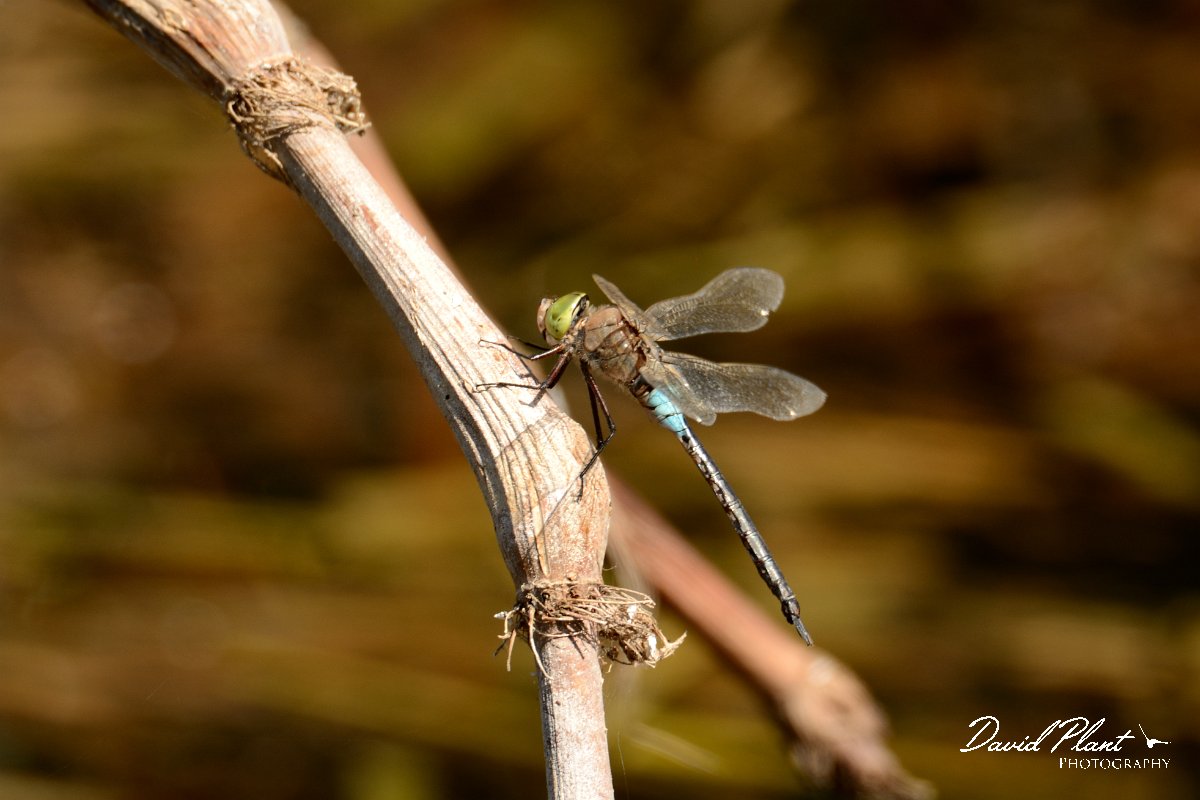 David Plant Photography - Wildlife Photography - Lesser emperor - A.jpg - Lesser emperor - Agia lake, Crete