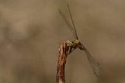 David Plant Photography - Wildlife Photography - Black-tailed skimmer - b
