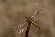 David Plant Photography - Wildlife Photography - Black-tailed skimmer - c