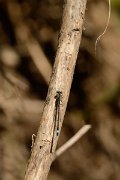 David Plant Photography - Wildlife Photography - Blue-tailed damselfly - A