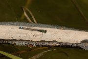 David Plant Photography - Wildlife Photography - Blue-tailed damselfly - B