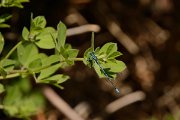 David Plant Photography - Wildlife Photography - Cretan bluet - A