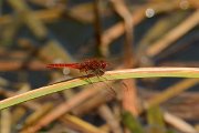 David Plant Photography - Wildlife Photography - Scarlet darter - A