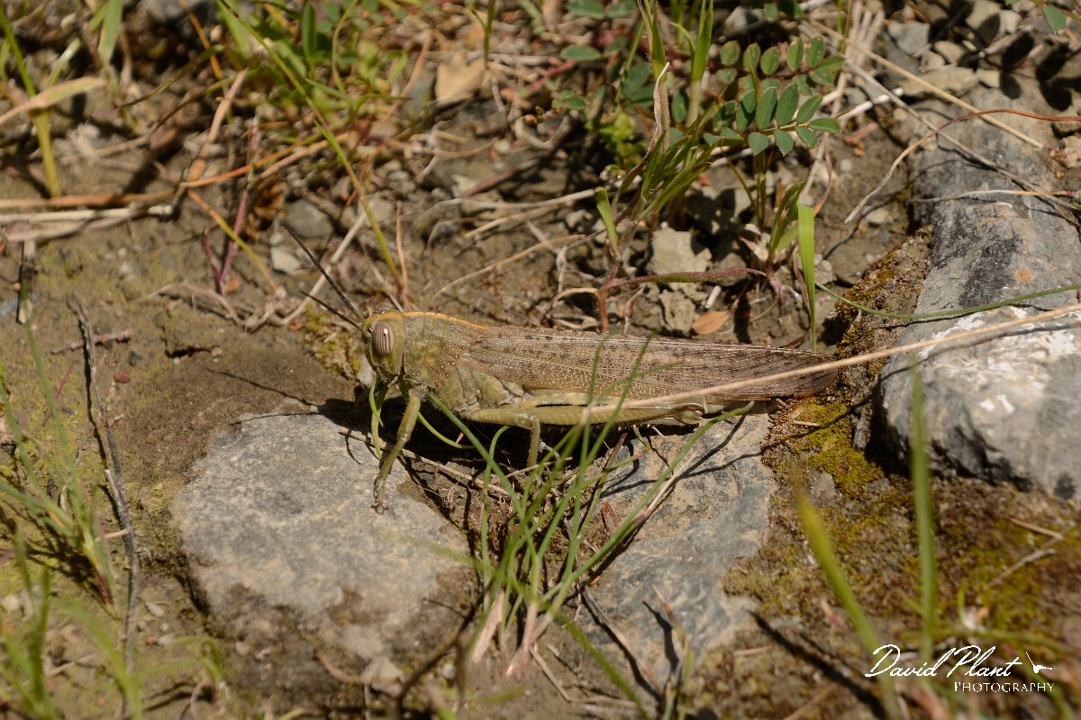 David Plant Photography - Wildlife Photography - Egyptian locust - B.jpg - Egyptian locust - Spili mound, Crete