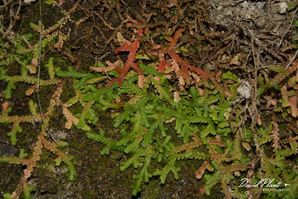 DPPhotography - Crete - Selaginella denticulata - A.jpg - Selaginella denticulata