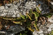 DPPhotography - Crete - Asplenium ceterach - A