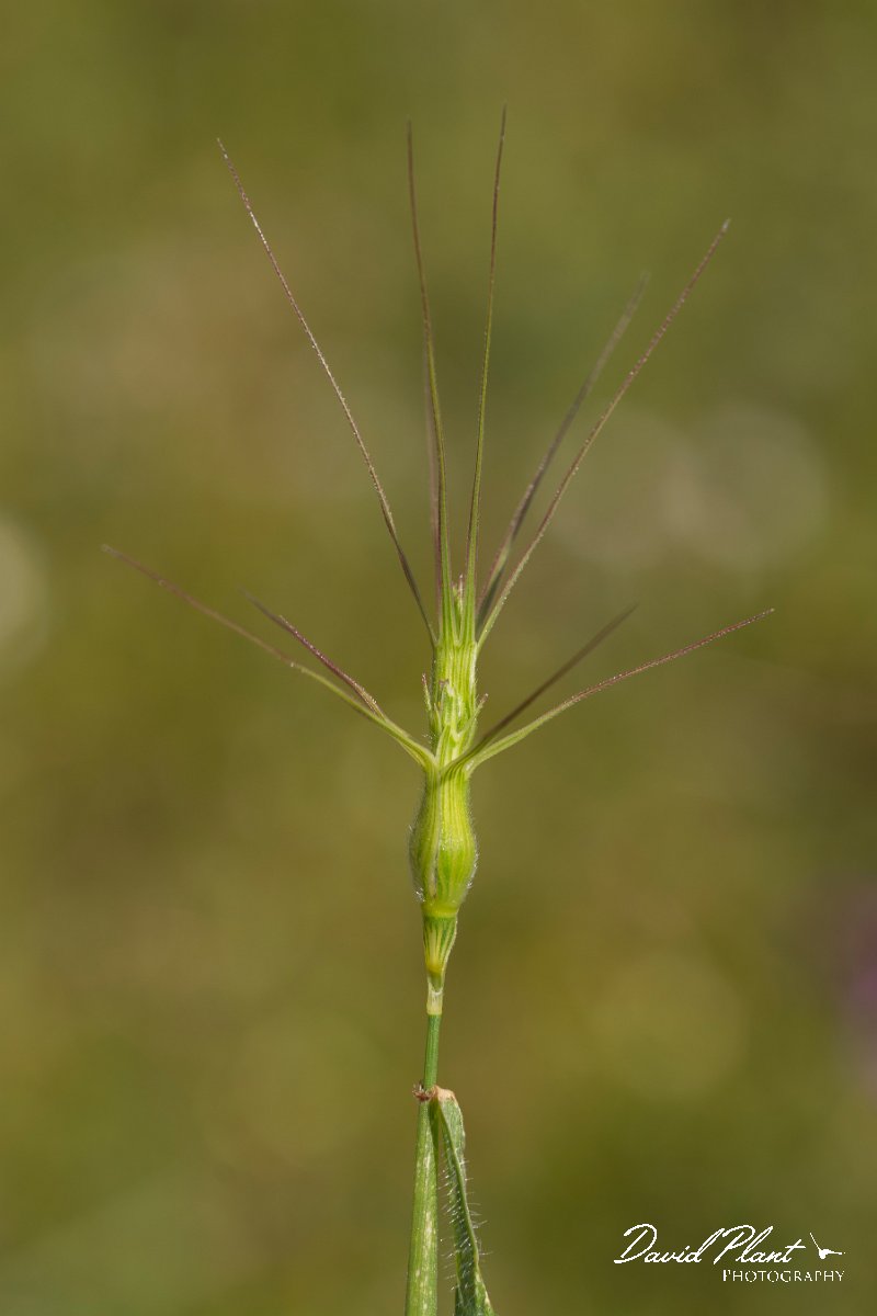 DPPhotography - Crete - Aegilops biuncialis - A.jpg - Mediterranean Aegilops - Aegilops biuncialis
