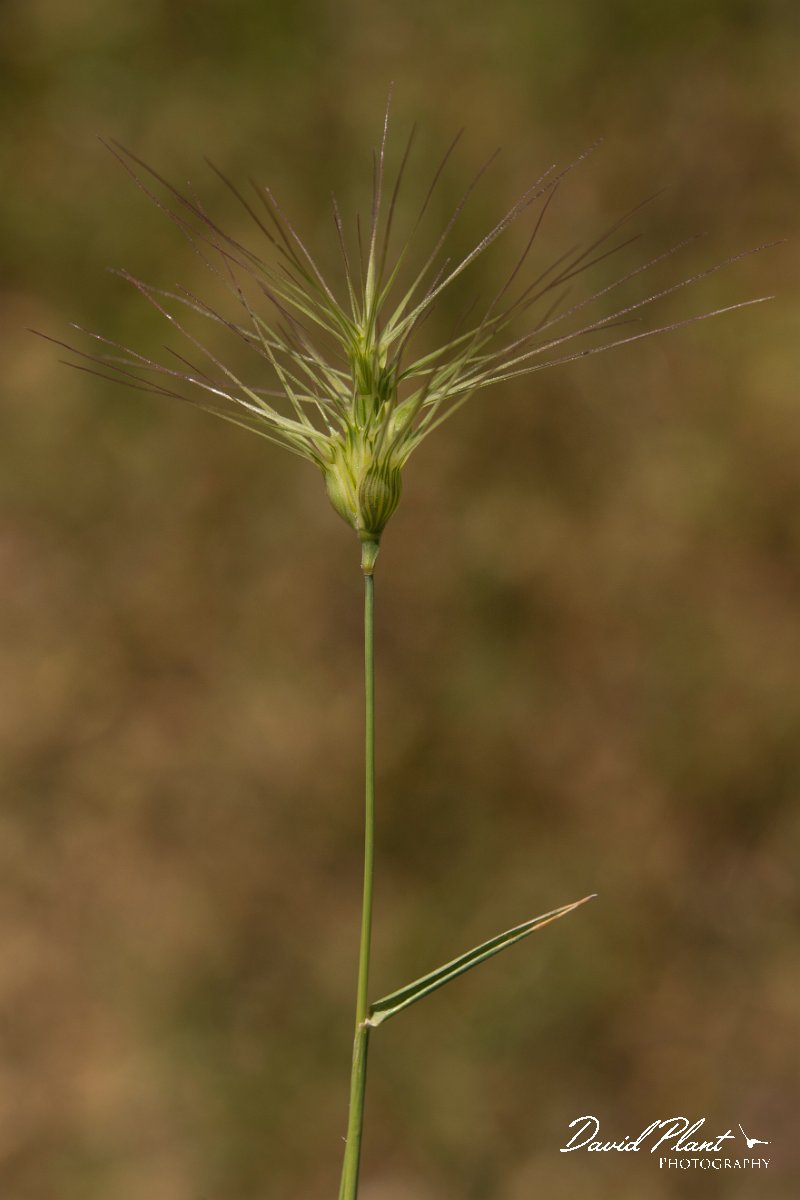 DPPhotography - Crete - Aegilops neglecta - A.jpg - Three-awn goat grass - Aegilops neglecta
