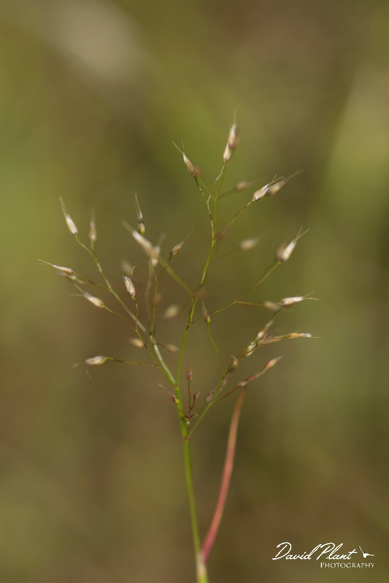 DPPhotography - Crete - Aira elegantissima - B.jpg - Delicate hair-grass - Aira elegantissima
