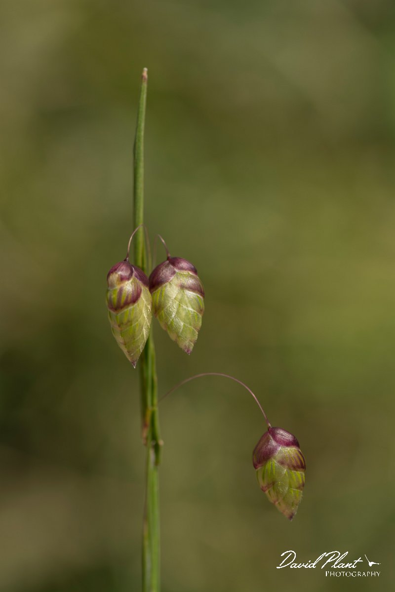 DPPhotography - Crete - Briza maxima - A.jpg - Greater quaking-grass - Briza maxima