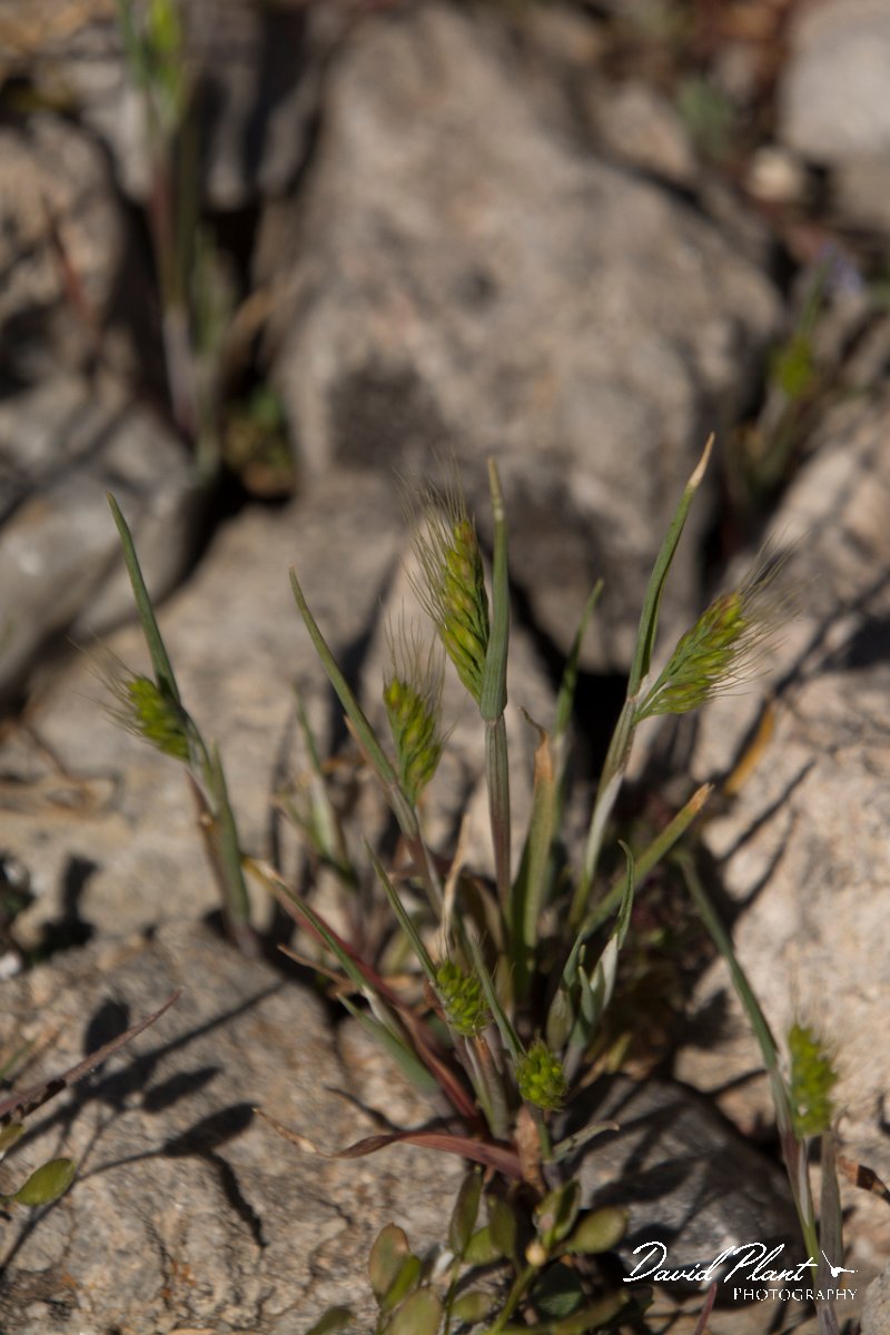 DPPhotography - Crete - Cynosurus effusus - A.jpg - Cynosurus effusus