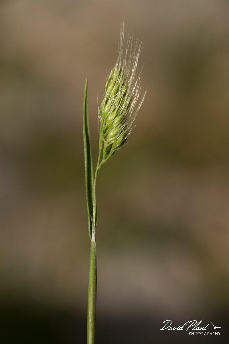 DPPhotography - Crete - Cynosurus effusus - B.jpg - Cynosurus effusus