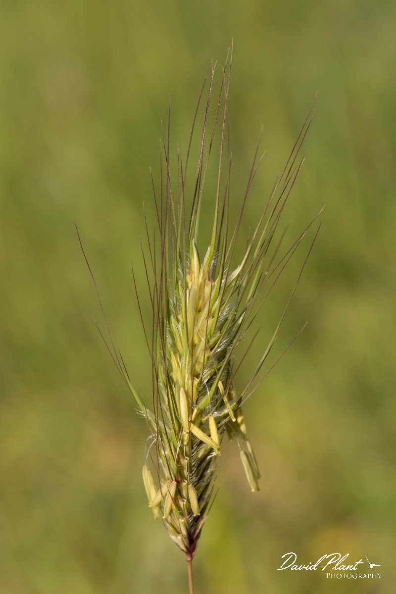 DPPhotography - Crete - Dasypyrum villosum - A.jpg - Dasypyrum villosum