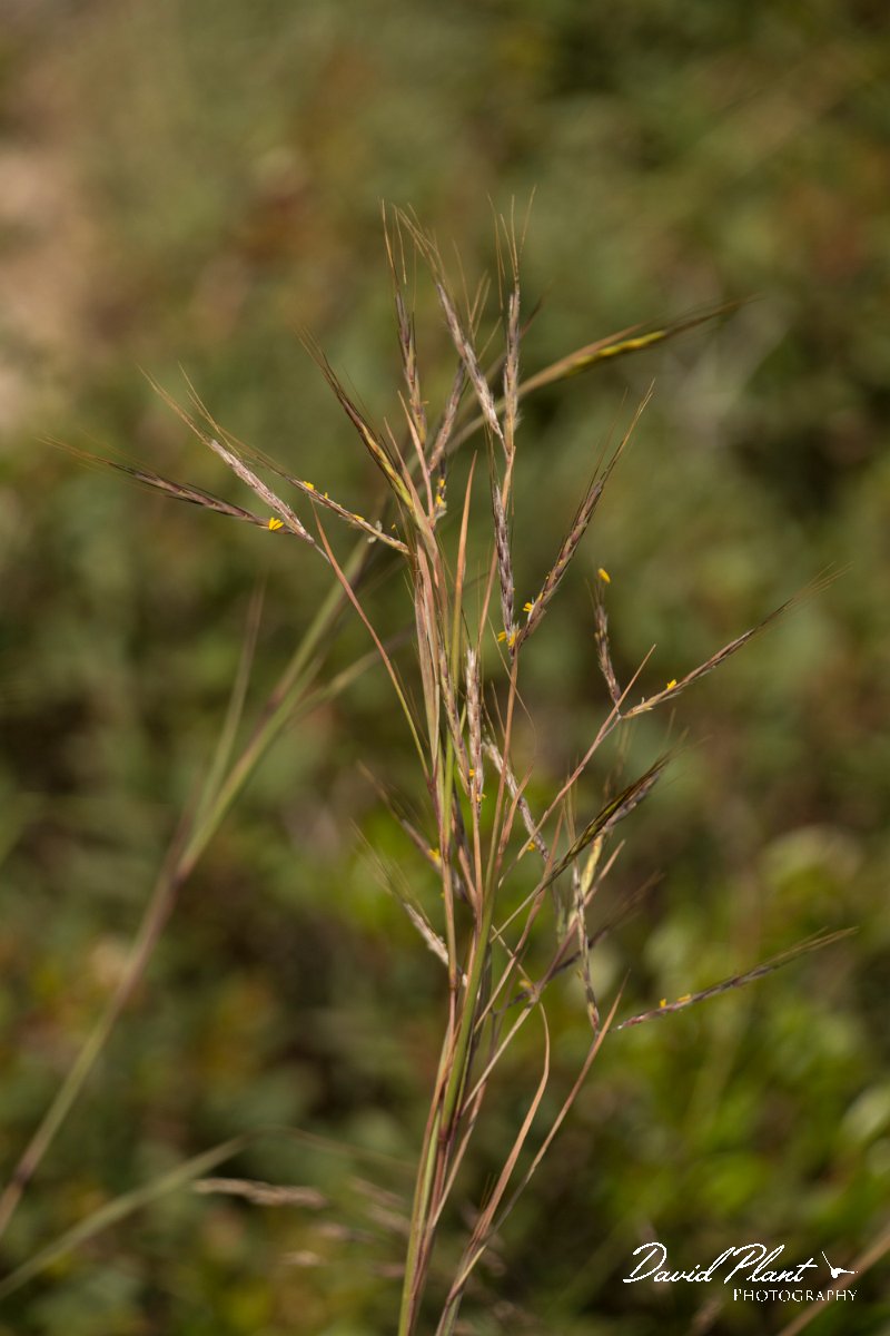 DPPhotography - Crete - Hyparrhenia hirta - A.jpg - Common thatching grass - Hyparrhenia hirta