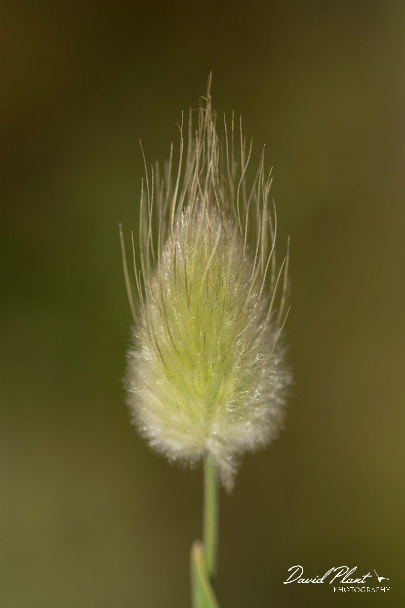 DPPhotography - Crete - Lagurus ovatus - B.jpg - Harestail grass - Lagurus ovatus