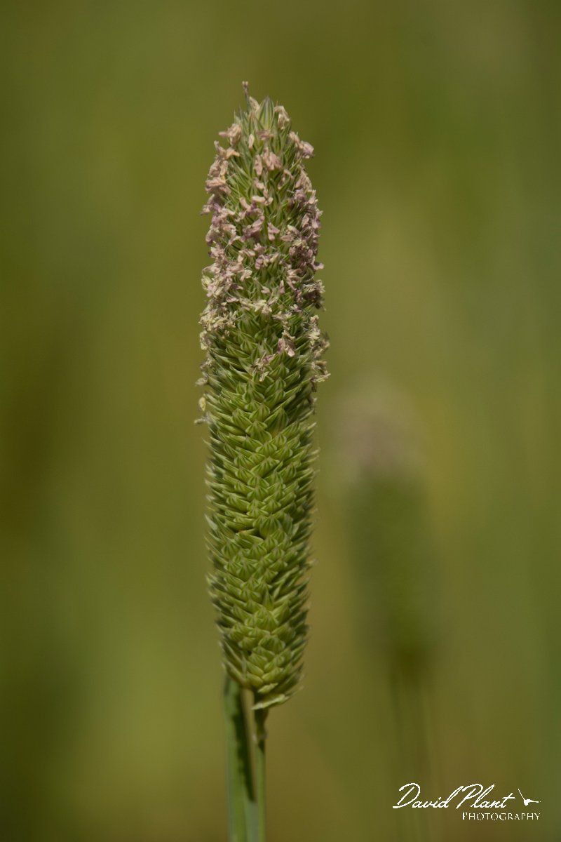 DPPhotography - Crete - Phalaris aquatica - A.jpg - Bulbous canary-grass - Phalaris aquatica