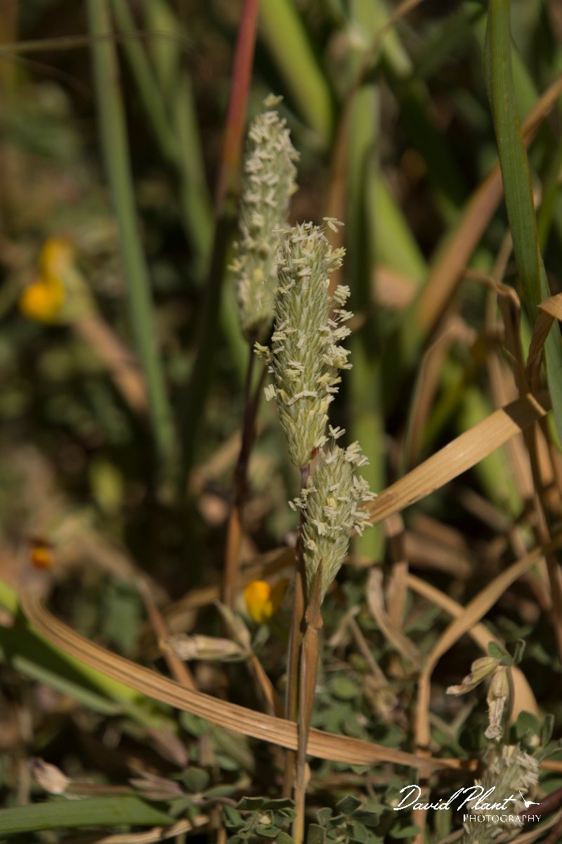 DPPhotography - Crete - Phleum exaratum aegaeum - A.jpg - Phleum exaratum aegaeum