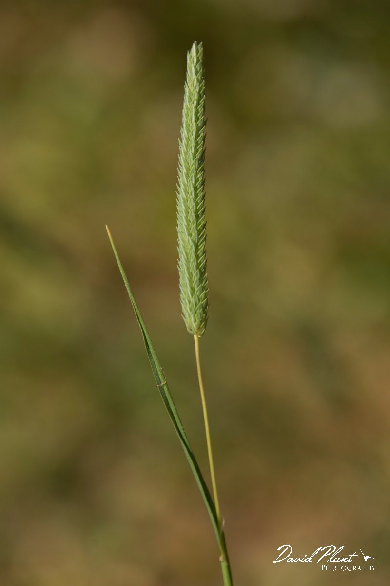 DPPhotography - Crete - Phleum subulatum - A.jpg - Italian Timothy - Phleum subulatum