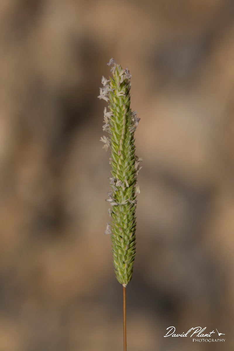 DPPhotography - Crete - Phleum subulatum - C.jpg - Italian Timothy - Phleum subulatum