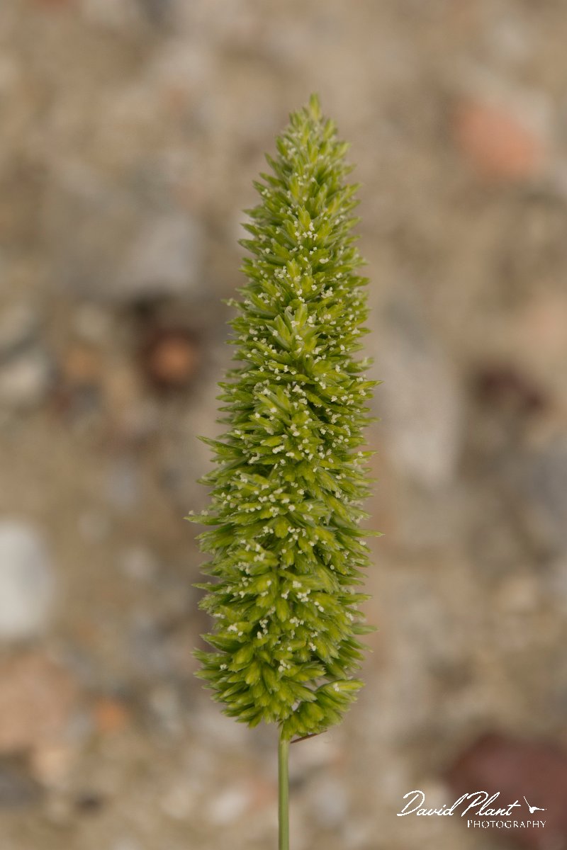 DPPhotography - Crete - Rostraria cristatus - A.jpg - Mediterranean hairgrass - Rostraria cristata