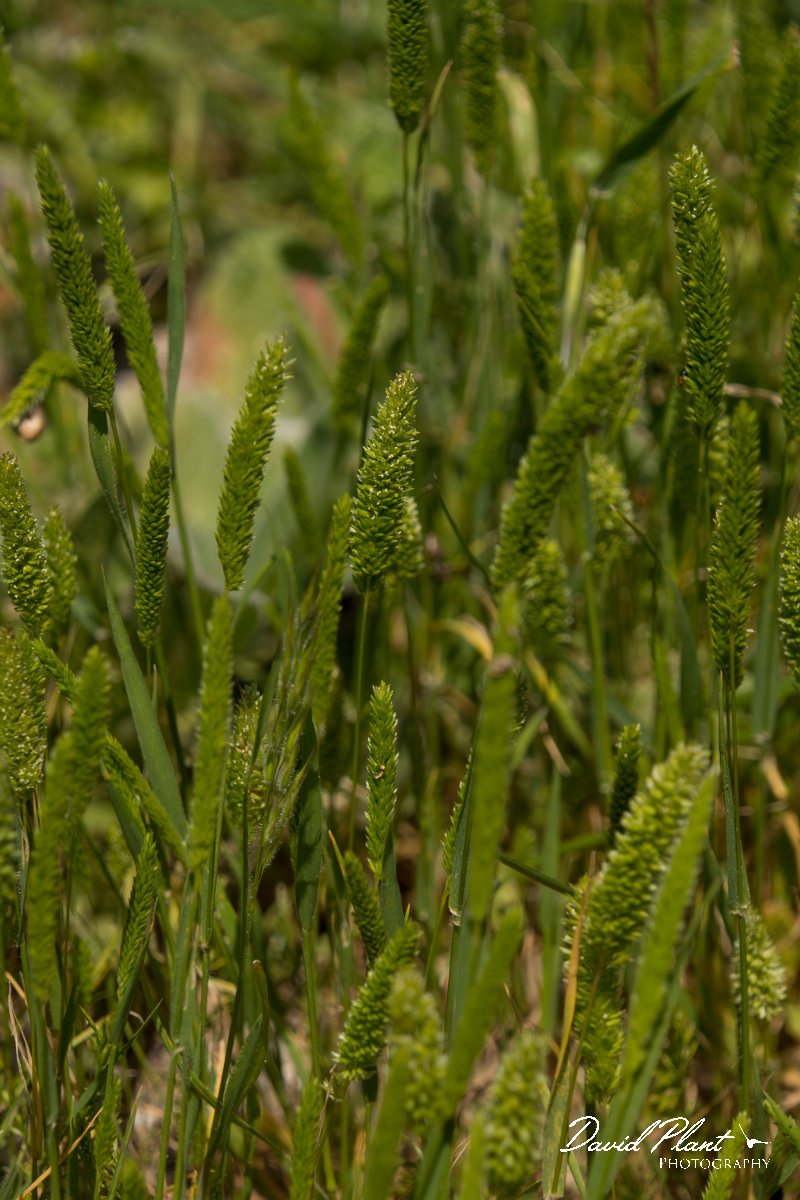 DPPhotography - Crete - Rostraria cristatus - C.jpg - Mediterranean hairgrass - Rostraria cristata