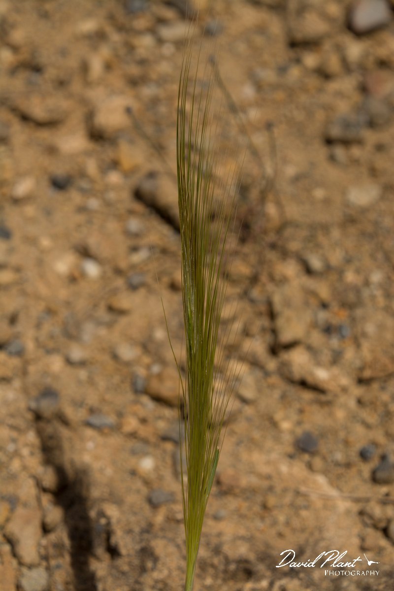 DPPhotography - Crete - Stipa capensis - A.jpg - Mediterranean needle-grass - Stipa capensis