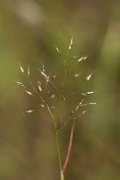 DPPhotography - Crete - Aira elegantissima - B