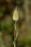 DPPhotography - Crete - Lagurus ovatus - A