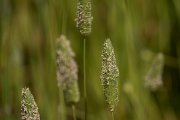 DPPhotography - Crete - Phalaris aquatica - B