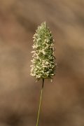 DPPhotography - Crete - Phalaris minor - A