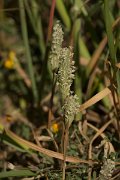 DPPhotography - Crete - Phleum exaratum aegaeum - A