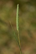 DPPhotography - Crete - Phleum subulatum - A