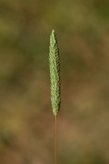 DPPhotography - Crete - Phleum subulatum - B