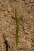 DPPhotography - Crete - Stipa capensis - A
