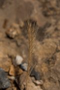 DPPhotography - Crete - Vulpia fasciculata - A