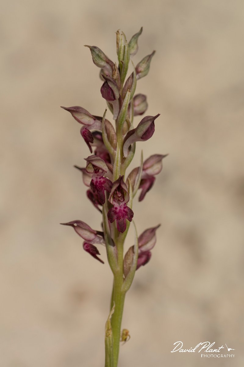 DPPhotography - Crete - Anacamptis fragans - B.jpg - Bug orchid - Anacamptis fragans