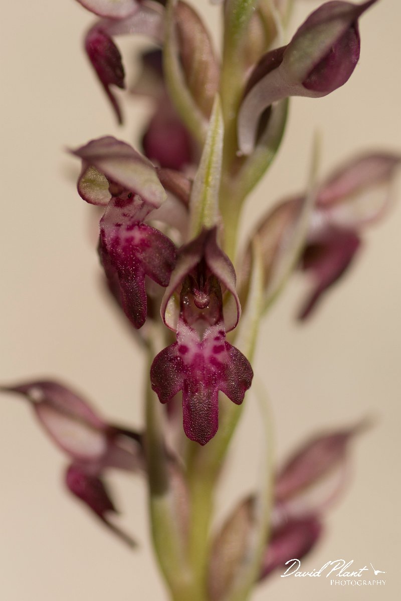 DPPhotography - Crete - Anacamptis fragans - C.jpg - Bug orchid - Anacamptis fragans