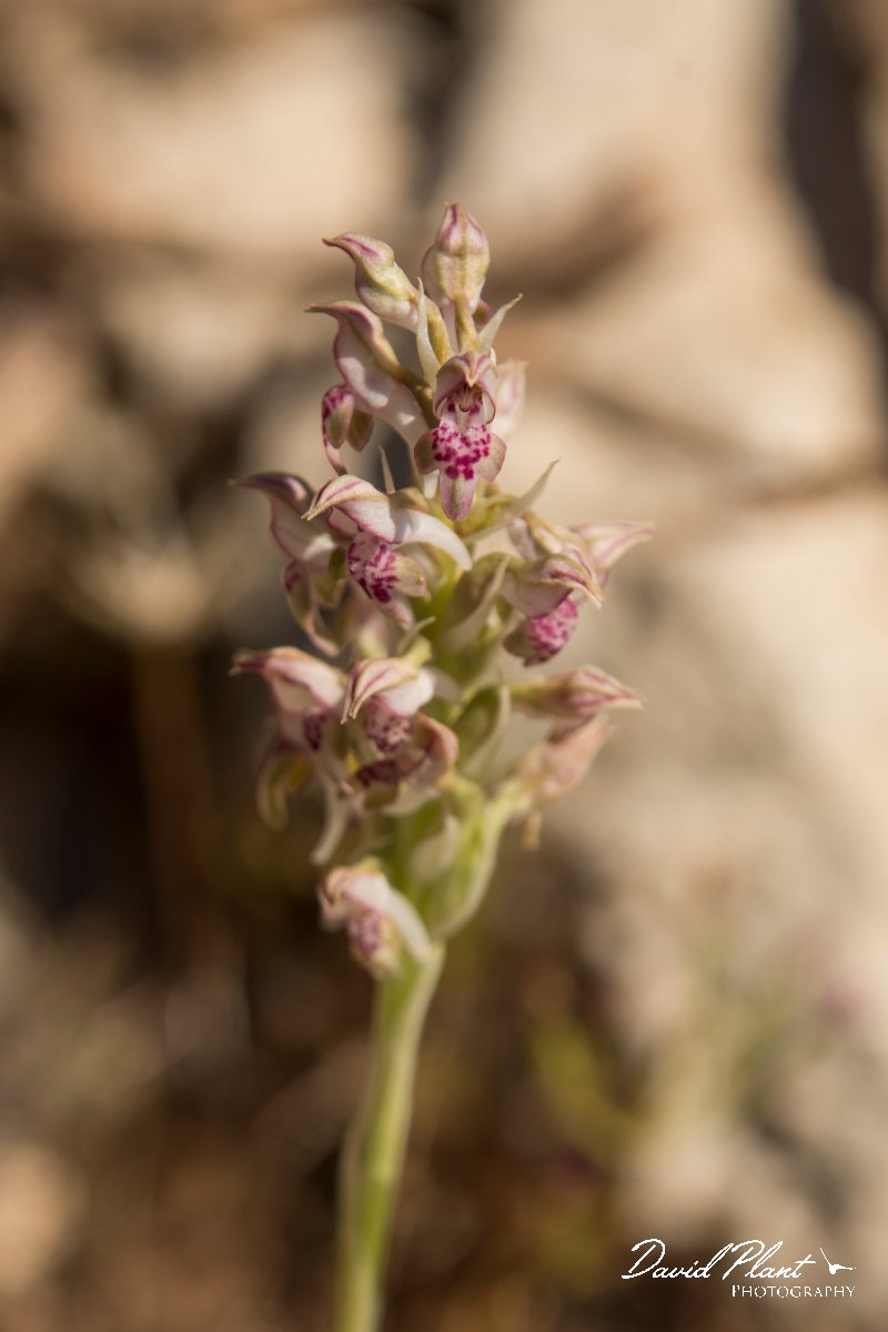 DPPhotography - Crete - Anacamptis fragans - E.jpg - Bug orchid - Anacamptis fragans