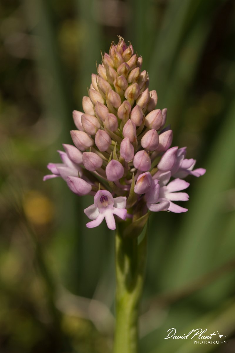 DPPhotography - Crete - Anacamptis pyramidalis - A.jpg - Pryamidal orchid - Anacamptis pyramidalis