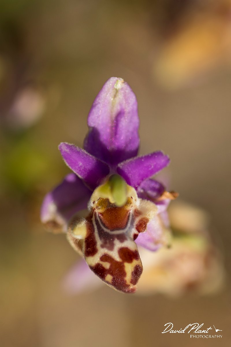 DPPhotography - Crete - Ophrys apifera - A.jpg - Bee orchid - Ophyrs apifera