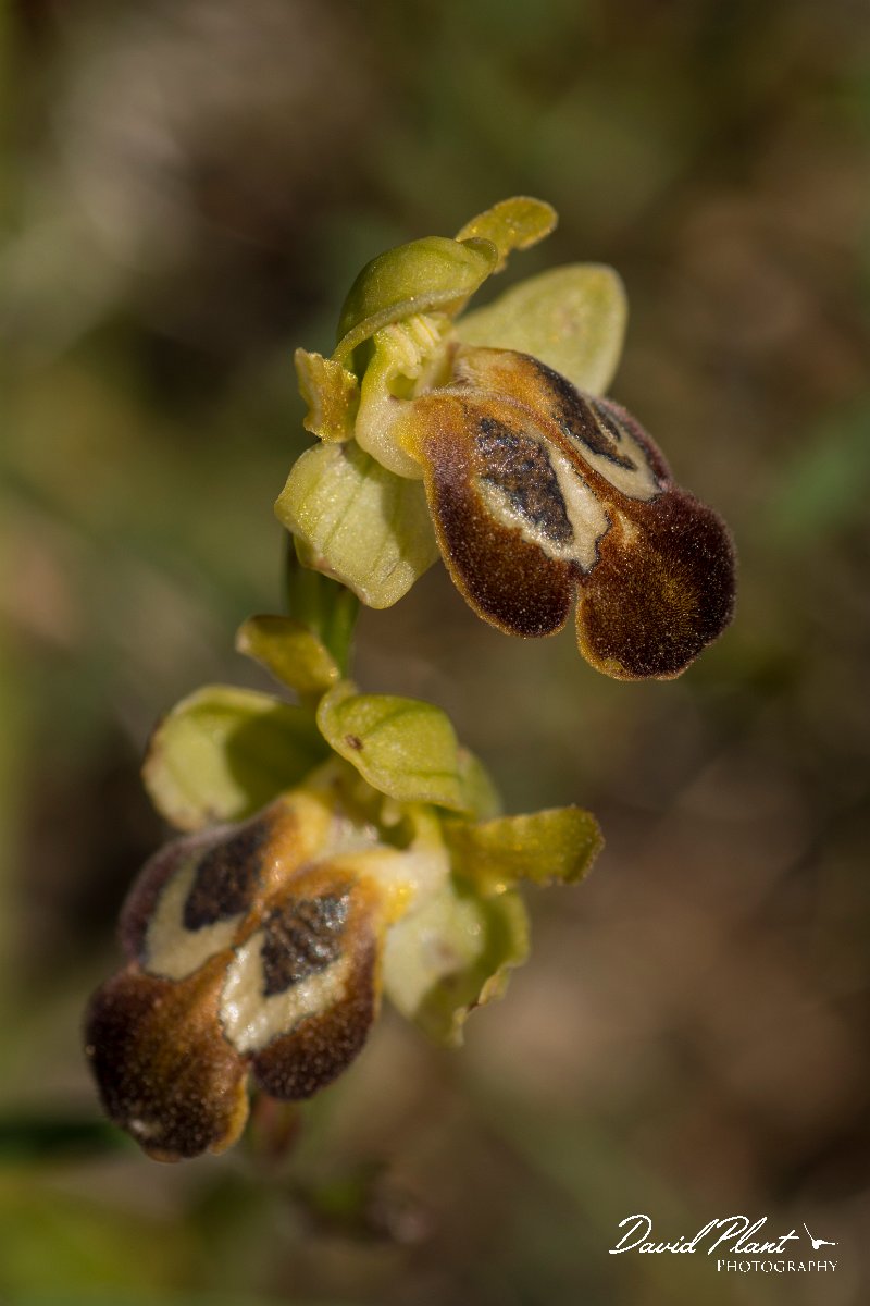 DPPhotography - Crete - Ophrys bilunulata - A.jpg - Ophrys bilunulata