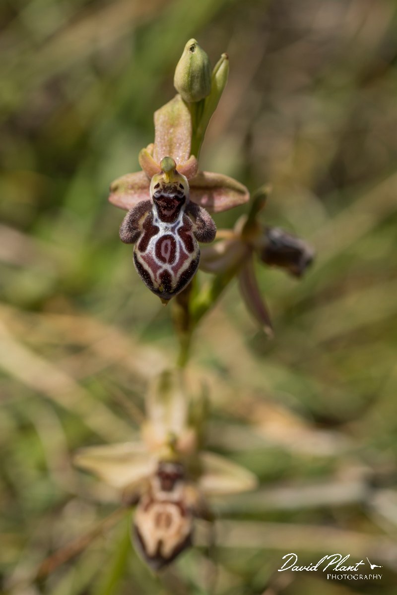 DPPhotography - Crete - Ophrys cretica - C.jpg - Cretan bee orchid - Ophrys cretica